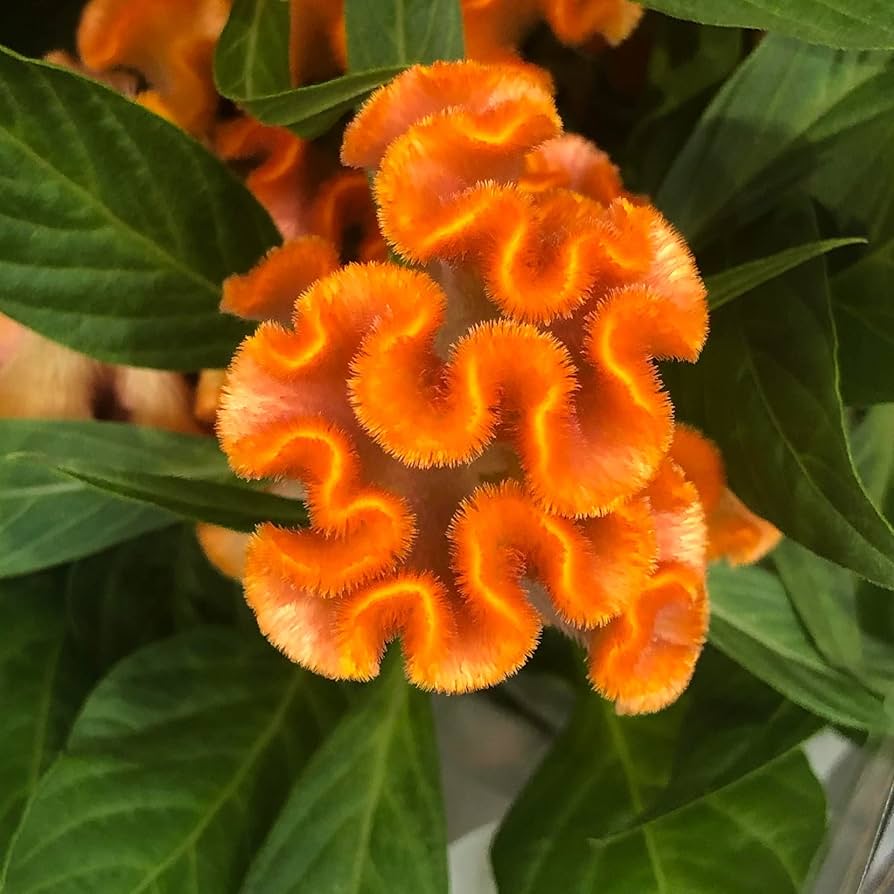 Orange Celosia Flower seeds for Planting Pollinator Friendly Heirloom & GMO Free Seeds for Home Garden 
 
 Sale