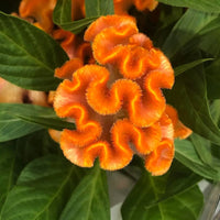 Orange Celosia Flower seeds for Planting Pollinator Friendly Heirloom & GMO Free Seeds for Home Garden 
 
 Sale