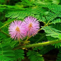 Mixed Mimosa Pudica Flower seeds for Planting - Vibrant Colors, Heirloom & GMO Free Seeds for Home Garden