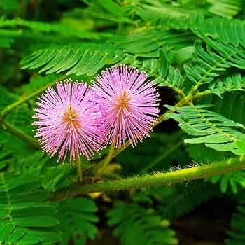 Mixed Mimosa Pudica Flower seeds for Planting - Vibrant Colors, Heirloom & GMO Free Seeds for Home Garden
