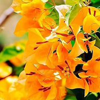 Bougainvillea Yellow Purple Flower seeds for Planting - Compact Growth, Heirloom & GMO Free Seeds for Home Garden
