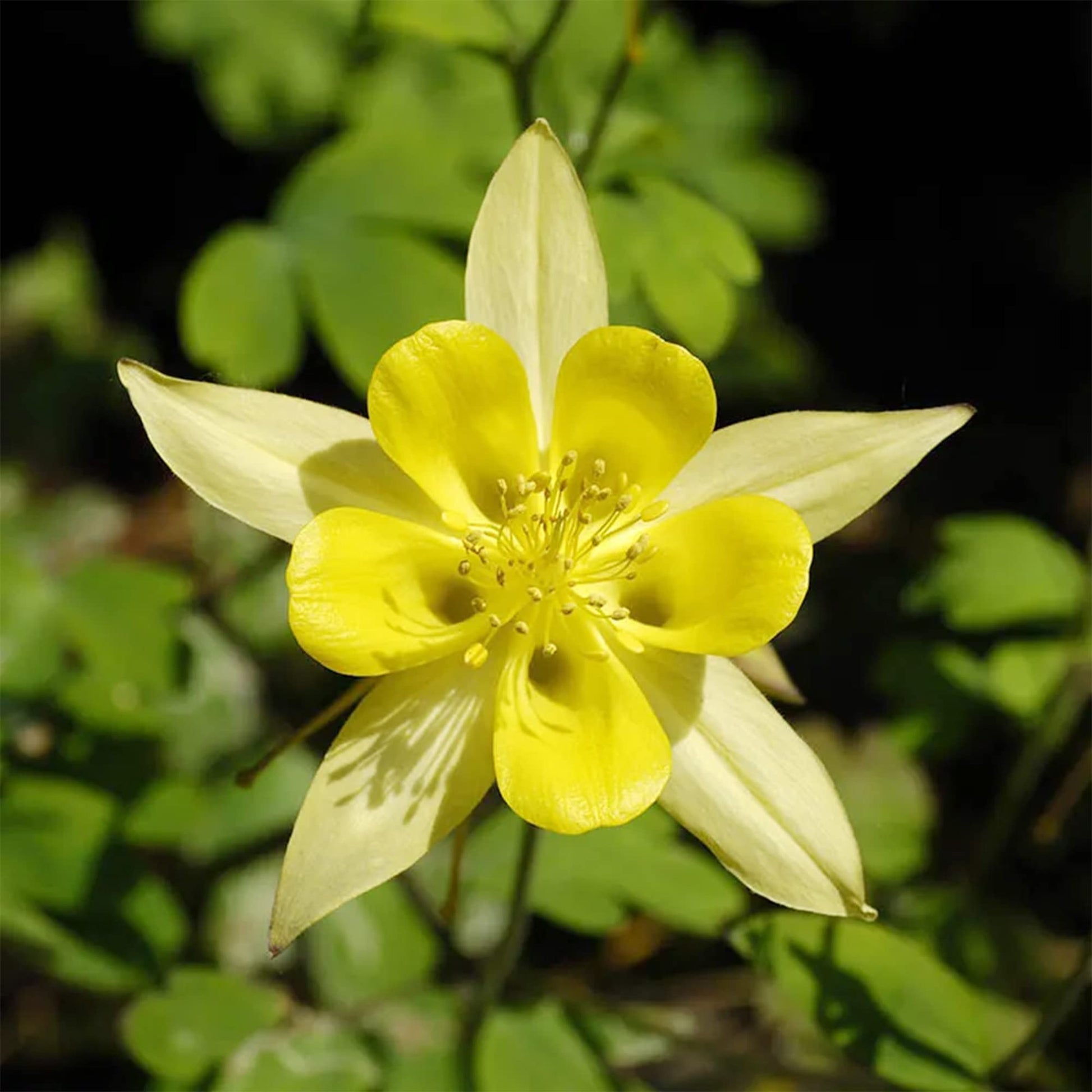 Yellow Bonnets Flower seeds for Planting, Long Bloom Season Heirloom & GMO Free Seeds for Home Garden