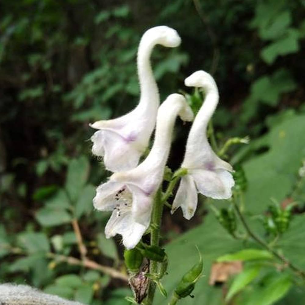 Swan Flower seeds for Planting Fragrant Blossoms Heirloom & GMO Free Seeds for Home Garden
