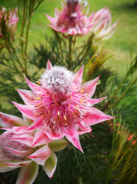 Serruria Flower seeds for Planting Cut Flower Favorite Heirloom & GMO Free Seeds for Home Garden 
 
 Sale