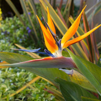 Bird of Paradise Flower seeds for Planting - Drought Tolerant, Heirloom & GMO Free Seeds for Home Garden