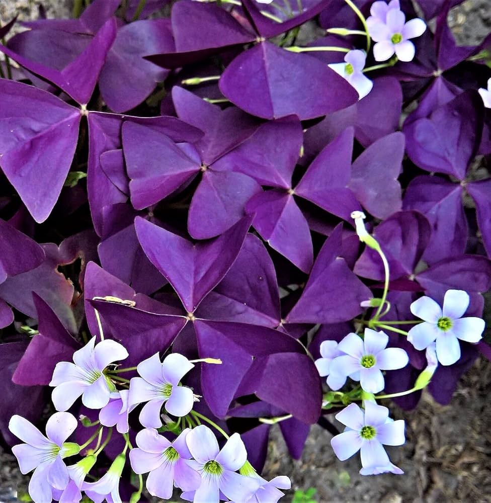 Oxalis Corymbosa Flower seeds for Planting - Perfect for Borders, Heirloom & GMO Free Seeds for Home Garden
 
 Sale