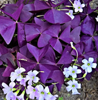 Oxalis Corymbosa Flower seeds for Planting - Perfect for Borders, Heirloom & GMO Free Seeds for Home Garden
 
 Sale