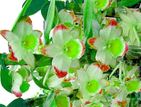 Green Red Dendrobium Flower seeds for Planting - Shade Tolerant, Heirloom & GMO Free Seeds for Home Garden
 
 Sale