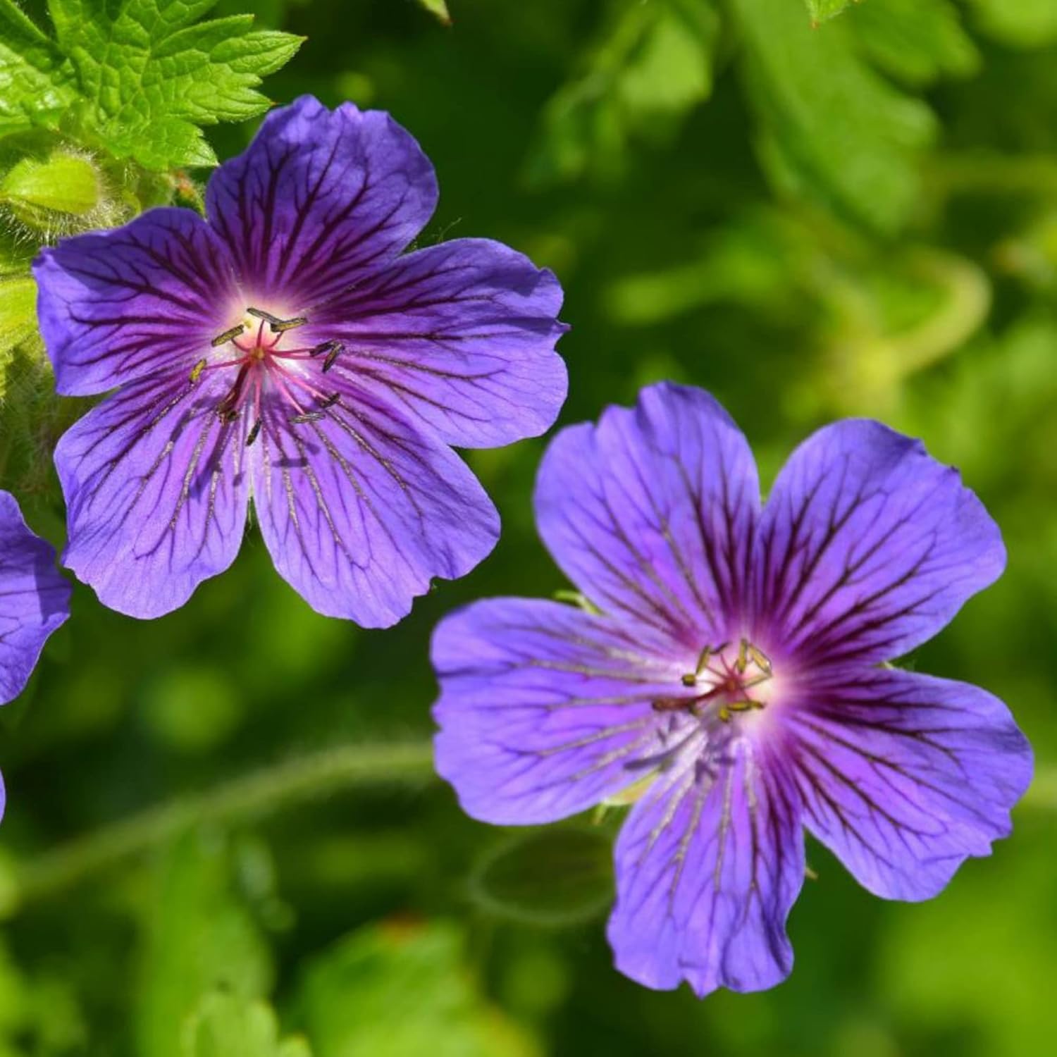 Violet Geranium Flower Planting Seeds for Colorful Gardens