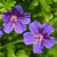 Violet Geranium Flower Planting Seeds for Colorful Gardens