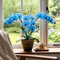 Sky Blue Phalaenopsis Orchid Flower Seeds for Planting Pollinator Friendly Heirloom & GMO Free Seeds for Home Garden
 
 Sale