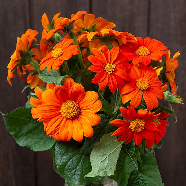 Orange Mexican SunFlower seeds for Planting Perfect for Borders Heirloom & GMO Free Seeds for Home Garden 
 
 Sale