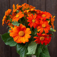 Orange Mexican SunFlower seeds for Planting Perfect for Borders Heirloom & GMO Free Seeds for Home Garden 
 
 Sale