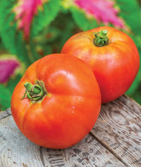 Moonglow Tomato Solanum lycopersicum Vegetable Seeds for Planting in Vegetable Patch