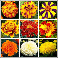 Perennial Flower seeds for Planting Garden Favorite Heirloom & GMO Free Seeds for Home Garden