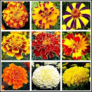 100 Pcs