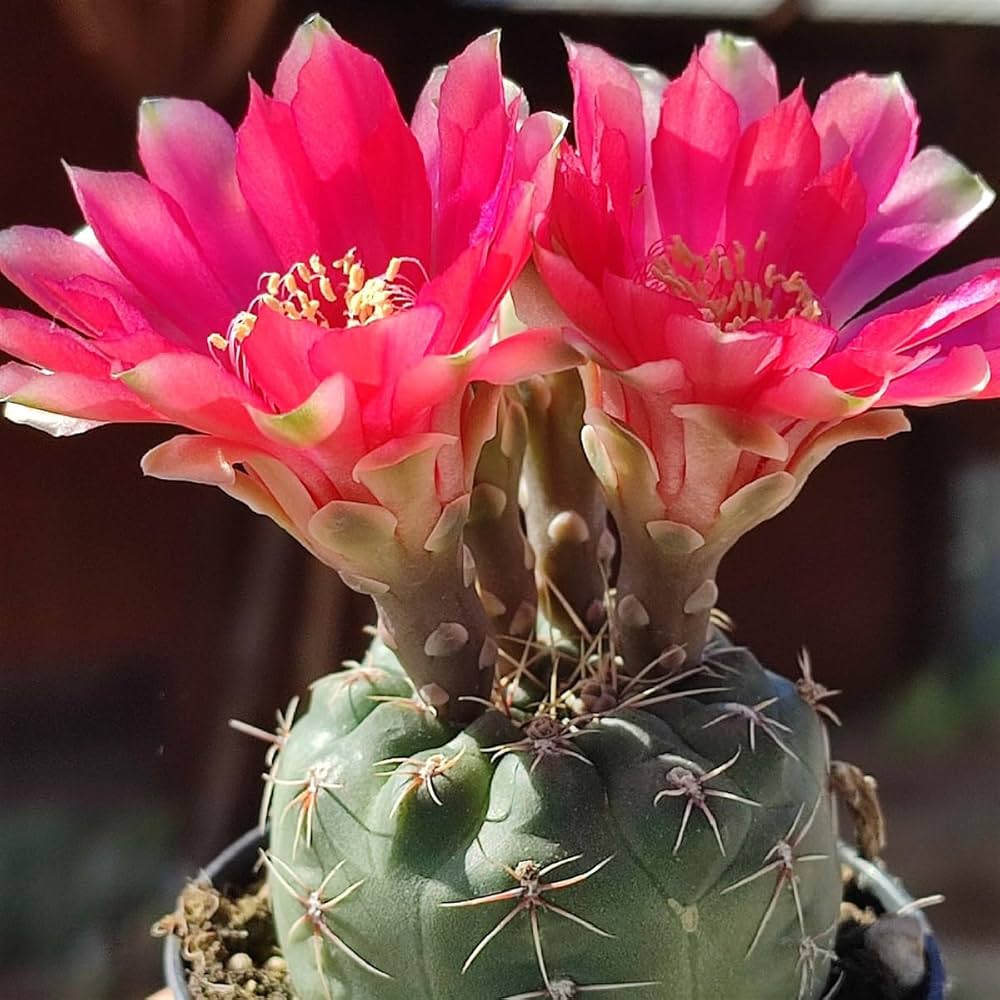 Gymnocalycium Flower seeds for Planting Wildflower Mix Heirloom & GMO Free Seeds for Home Garden