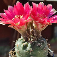 Gymnocalycium Flower seeds for Planting Wildflower Mix Heirloom & GMO Free Seeds for Home Garden