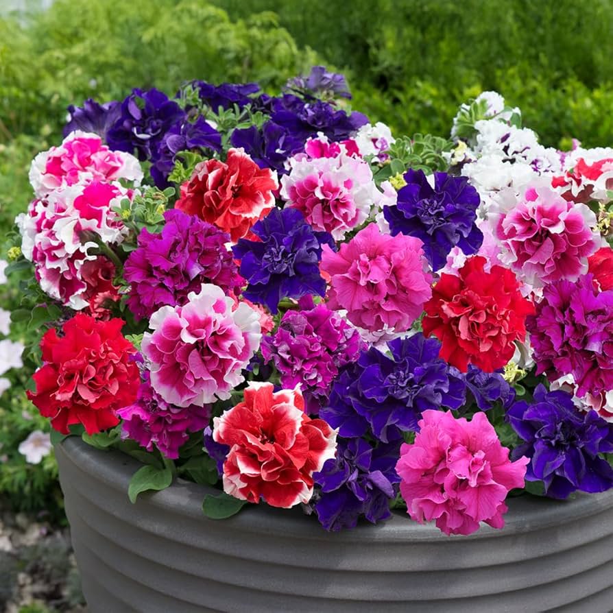 Mixed Pelleted Flower seeds for Planting - Bright Blooms, Heirloom & GMO Free Seeds for Home Garden