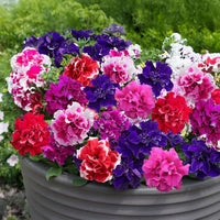 Mixed Pelleted Flower seeds for Planting - Bright Blooms, Heirloom & GMO Free Seeds for Home Garden