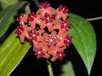 Mixed Hoya Flower seeds for Planting Cut Flower Favorite Heirloom & GMO Free Seeds for Home Garden 
 
 Sale