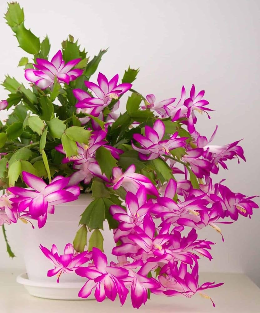 Purple White Schlumbergera for Planting Drought Tolerant Heirloom & GMO Free Seeds for Home Garden
 
 Sale