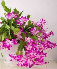Purple White Schlumbergera for Planting Drought Tolerant Heirloom & GMO Free Seeds for Home Garden
 
 Sale