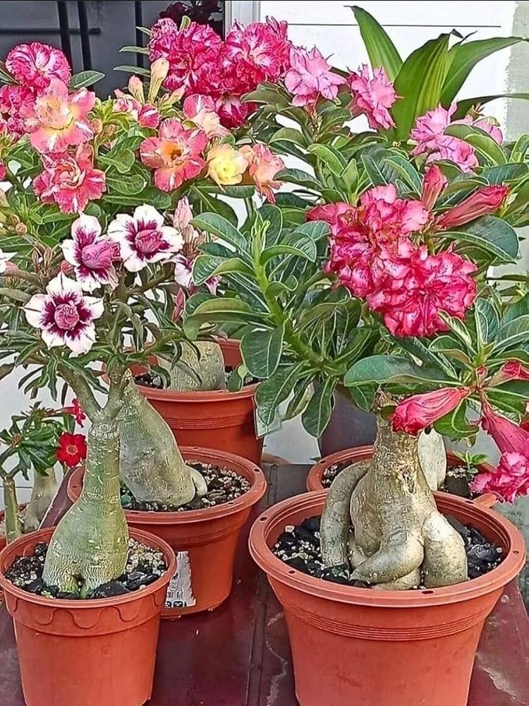 Mixed Caudex Flower seeds for Planting - Easy to Grow, Heirloom & GMO Free Seeds for Home Garden