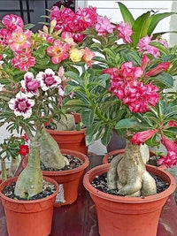 Mixed Caudex Flower seeds for Planting - Easy to Grow, Heirloom & GMO Free Seeds for Home Garden