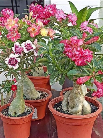 Mixed Caudex Flower seeds for Planting - Easy to Grow, Heirloom & GMO Free Seeds for Home Garden