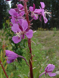 Epilobium Angustifolium Willowherb Seeds for Wildflower Perennial Garden