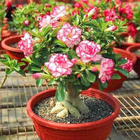 Adenium Obesum Flower seeds for Planting - Colorful Display, Heirloom & GMO Free Seeds for Home Garden