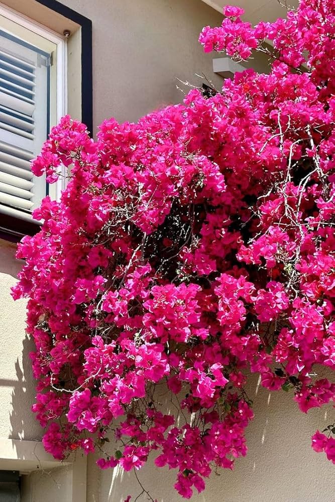 Brick Pink Bougainvillea Flower Seeds for Planting – Long Bloom Season Heirloom & NonGMO Seeds for Home Garden
 
 Sale