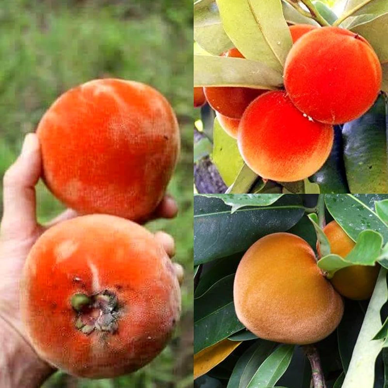 Orange Diospyros Seeds  Perfect for Your Garden