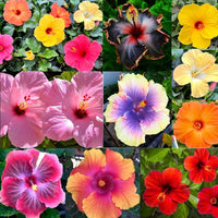 Hibiscus Mixed Flower seeds for Planting - Pollinator Friendly, Heirloom & GMO Free Seeds for Home Garden