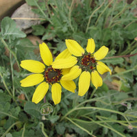 Chocolate Daisy Perennial Seeds