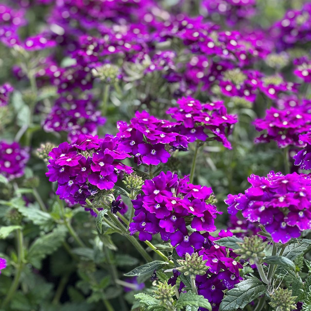 Purple Verbena Tenuisecta Flower seeds for Planting - Drought Tolerant, Heirloom & GMO Free Seeds for Home Garden