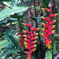 Heliconia Rostrata Flower seeds for Planting - Low Maintenance, Heirloom & GMO Free Seeds for Home Garden