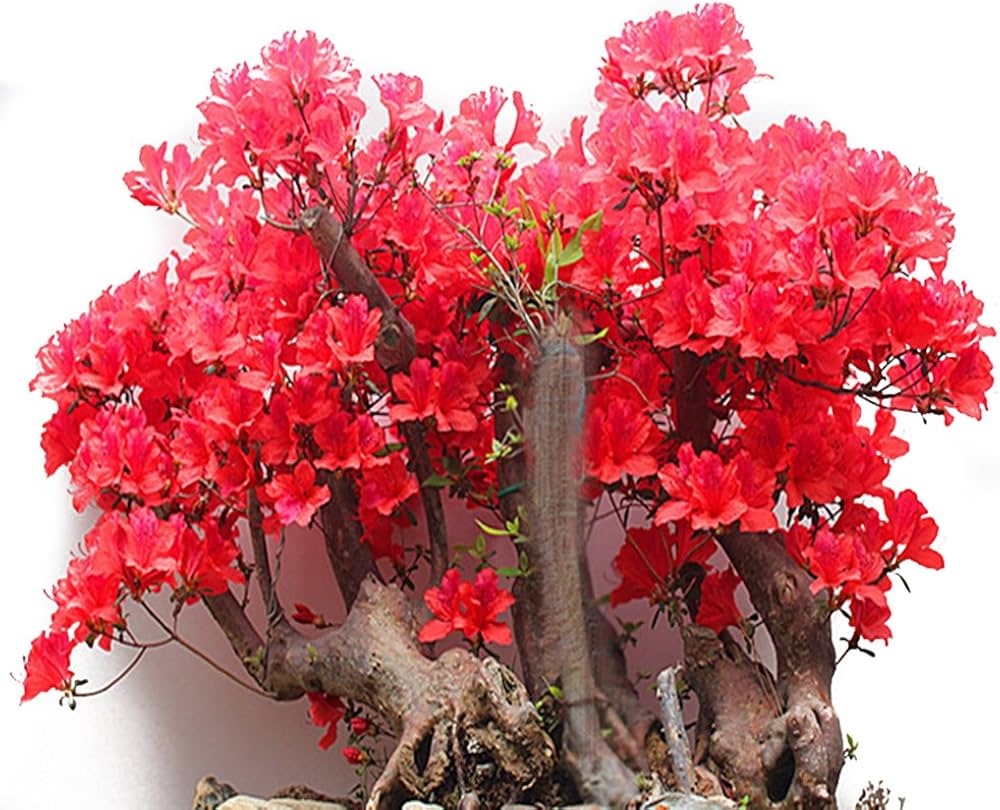Red Simsii Bonsai Flower seeds for Planting Vibrant Colors Heirloom & GMO Free Seeds for Home Garden