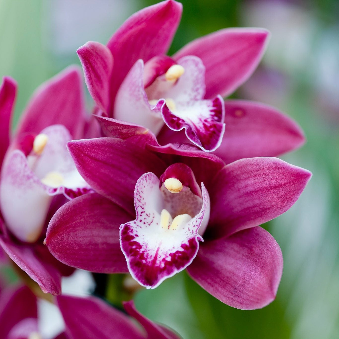 Cymbidium Flower seeds for Planting - Long Bloom Season, Heirloom & GMO Free Seeds for Home Garden