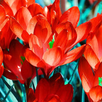 Red Crocus Flower Seeds for Planting Pollinator Friendly Heirloom & GMO Free Seeds for Home Garden
 
 Sale
