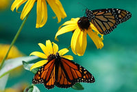 Black Eyed Susan seeds for yellow flowers