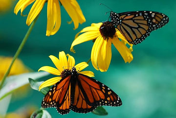 Black Eyed Susan seeds for yellow flowers