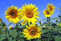 Yellow Sunflower Perennial Flower Seeds for Planting Garden Favorite Heirloom & GMO Free Seeds for Home Garden
 
 Sale