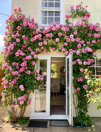 Climbing Flower seeds for Planting Cut Flower Favorite Heirloom & GMO Free Seeds for Home Garden