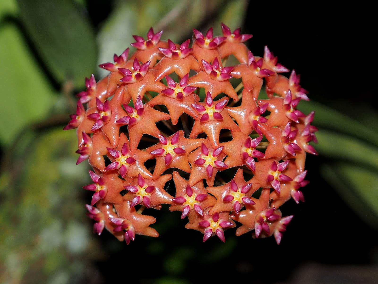 Light Orange Hoya Flower Seeds for Planting Wildflower Mix Heirloom & GMO Free Seeds for Home Garden
 
 Sale