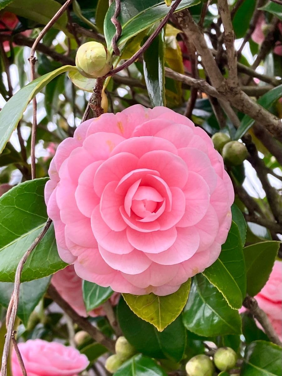 Pink Amellia Flower Planting Seeds - Vibrant Pink Blooms for Your Garden