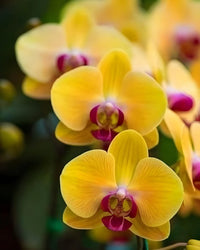Deep Yellow Phalaenopsis Orchid Seeds Flower seeds for Planting Low Maintenance Heirloom & GMO Free Seeds for Home Garden
