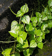 Pellucida Flower seeds for Planting - Perfect for Borders, Heirloom & GMO Free Seeds for Home Garden