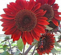 Roter Sonnenhut Seeds – American Heirloom Wildflower for Bees & Butterflies